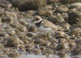 The ringed plover is a small, dumpy, short-legged wading bird. It is brownish grey above and whitish below. It has a orange bill, tipped with black, orange legs and a black-and-white pattern on its head and breast. In flight it shows a broad white wing-stripe. Breeds on beaches around the coast, but has also now breeding inland in sand and gravel pits and former industrial sites. Many UK birds live here all year round, but birds from Europe winter in Britain and birds from Greenland and Canada pass through on migration.
